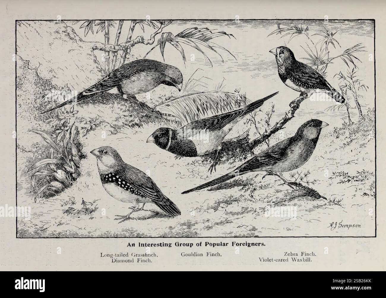 Bird World Magazine London Birds cage Birds Canaries périodiques Zebra Finch taxonomie artiste AJ Simpson, une illustration mettant en vedette une variété d'espèces de finch, regroupées dans un cadre naturel. La composition met en évidence cinq pinsons distincts : le Grassfinch à longue queue, le Diamond Finch, le Gouldian Finch, le Zebra Finch et le Violet-Eared Waxbill. Chaque oiseau affiche une coloration et des caractéristiques uniques, entourés d'un décor subtil de feuillage et d'herbe qui met en valeur leurs habitats naturels. L'œuvre d'art est étiquetée en bas avec le titre «un groupe intéressant d'étrangers populaires», avec le Banque D'Images