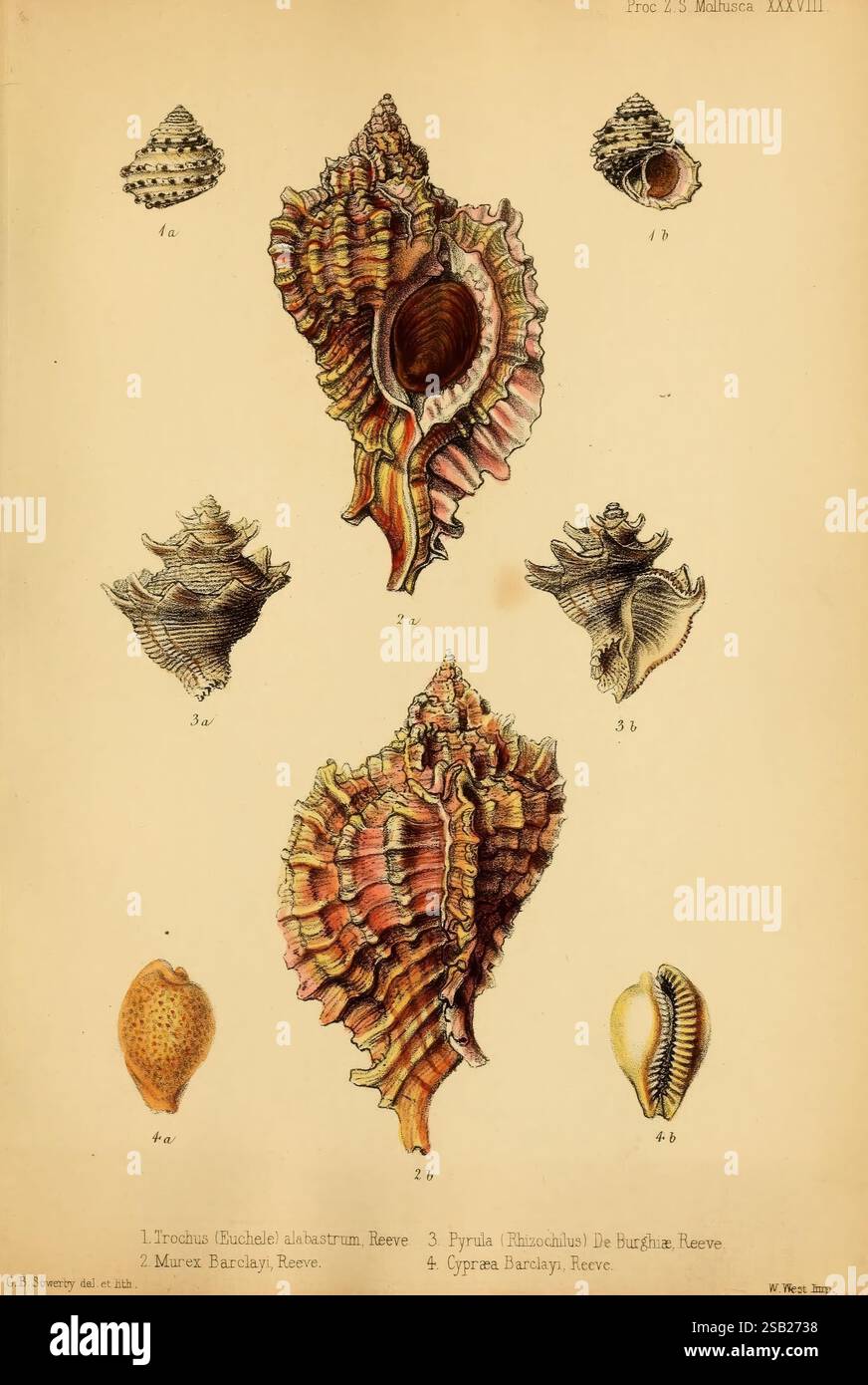 Proceedings of the Zoological Society of London, London, Academic Press, 1833-1965. Zoologie, périodiques, coquillages, l'illustration présente une étude détaillée de divers coquillages, mettant en valeur leurs formes uniques et leurs motifs complexes. Chaque échantillon est méticuleusement étiqueté pour identification. Il en existe quatre types distincts, y compris le Trochus (Linné), avec sa forme conique et sa surface striée, et le Pyrula, reconnu pour sa forme allongée et ses sphères prononcées. D'autres coquilles illustrées comprennent les Muricidae et les Cyprina, les deux montrant des surfaces lisses et texturées typiques de leurs Banque D'Images