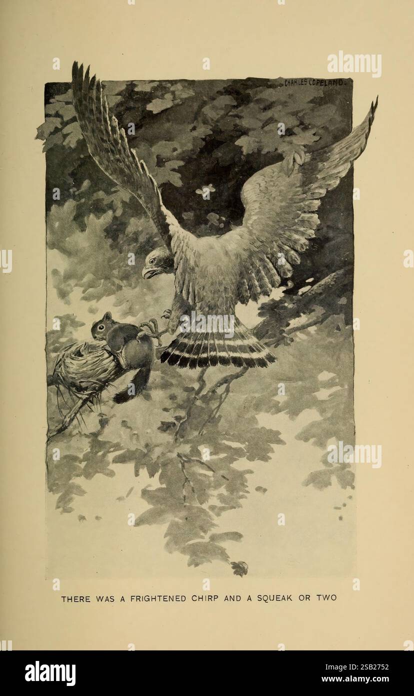 Stories of the Good Green Wood, New York, T.Y. Crowell & co, 1904, animal Behavior, dans un moment dramatique capturé au milieu d'une toile de fond de branches feuillues, un faucon descend avec une détermination farouche, ses ailes prêtes pour une descente rapide. Ci-dessous, un petit écureuil, pris au dépourvu, serre un écrou fermement, incarnant à la fois la peur et la détermination instinctive. La tension dans la scène est palpable, mettant en évidence la lutte brute pour la survie dans le monde naturel, alors que la cacophonie d'un gazouillis effrayé résonne à proximité, faisant allusion au chaos qui se déroule dans cet écosystème vibrant. L'œuvre évoque un sentiment d'ur Banque D'Images