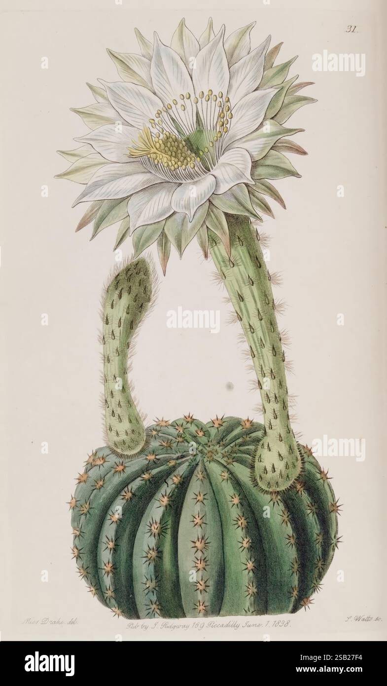 Edwards's Botanical Register London James Ridgway 1829-1847 1829 XIXe siècle Botanical illustration botanique gravure sur cuivre Angleterre gravures supports graphiques Grande-Bretagne coloration à la main colorée à la main Icônes périodiques œuvres picturales Introduction plantes ornementales 49 Sarah Anne Drake 2 femmes dans la science, l'illustration présente une représentation saisissante d'une espèce de cactus avec une base sphérique et des tiges allongées et courbées. Le cactus est orné d'épines proéminentes et pointues, mettant en valeur sa texture et sa forme caractéristiques. Au sommet du corps central, une grande fleur blanche exquise fleurit, son pe Banque D'Images