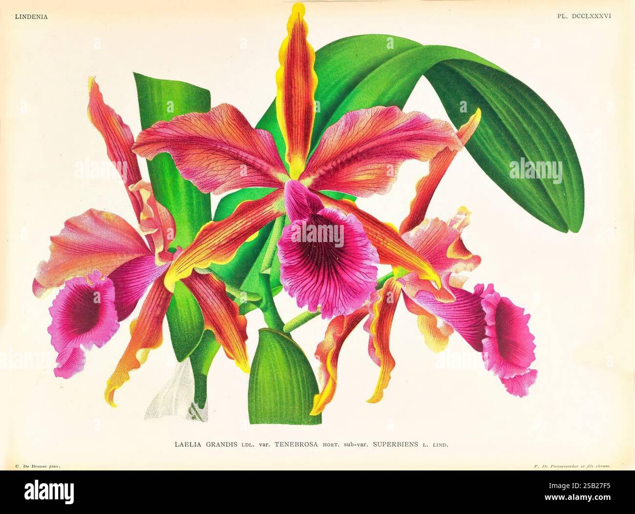 Lindenia, Gand [Belgique], Impr. F. Meyer-van Loo, 1885-1906, classification, guides, nomenclature, nomenclature populaire, Orchidaceae, orchidées, œuvres picturales, terminologie, Une représentation vibrante d'une orchidée en fleurs, mettant en valeur un arrangement complexe de grandes fleurs aux couleurs vives. Les pétales présentent des nuances de rose, de violet et de jaune, avec des veines délicates améliorant la texture. Entourant les fleurs centrales sont des feuilles vertes luxuriantes, ajoutant de la profondeur et du contraste à la composition. Cette œuvre d'art reflète l'élégance et la beauté de la nature, soulignant les détails complexes de Banque D'Images