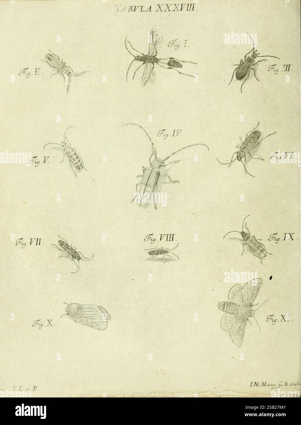 iacobi-christiani-shaefferi-icones-insectorum-circa-ratisbonam