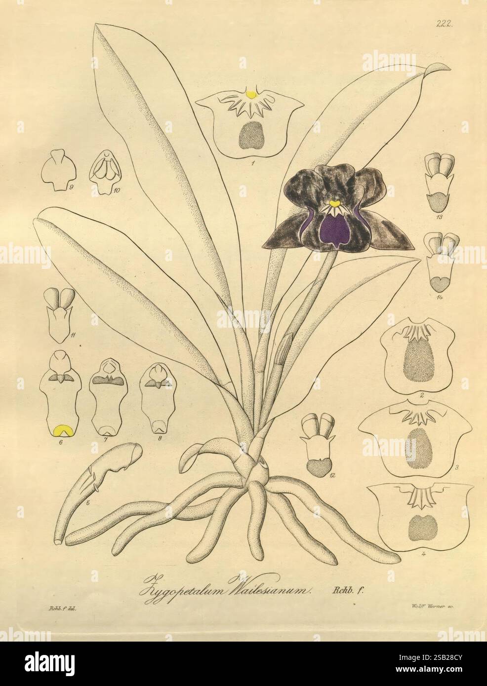 Xenia orchidacea, Leipzig, F. A. Brockhaus, 1858-1900., l'illustration présente la fleur exquise du *Cypropetalum Vallisnerium*, mettant en valeur ses pétales violets frappants avec un surlignement jaune notable. Autour de la floraison centrale se trouvent des représentations détaillées de diverses structures florales et stades, y compris des profils latéraux et des coupes transversales, offrant une vue complète de l'anatomie de la plante. Les feuilles vertes allongées et luxuriantes rehaussent l'élégance de la fleur, tandis que l'étiquette en bas identifie l'espèce. Cette œuvre d'art capture la beauté complexe et la complexité de cette orchidée Banque D'Images