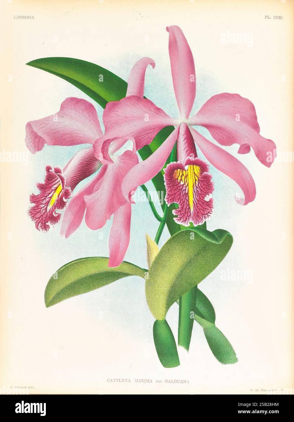 Lindenia, Gand [Belgique], Impr. F. Meyer-van Loo, 1885-1906, classification, guides, nomenclature, nomenclature, populaire, Orchidaceae, orchidées, œuvres picturales, terminologie, cette illustration présente les fleurs délicates et vibrantes de la variété Cattleya maxima, mettant en valeur ses pétales roses luxuriants avec des marques jaunes et violettes complexes au centre. Les fleurs sont placées sur fond de larges feuilles vertes qui soulignent leur élégance et leur beauté naturelle. Le rendu détaillé met en évidence les textures complexes et les contours des fleurs et du feuillage, fournissant un Banque D'Images