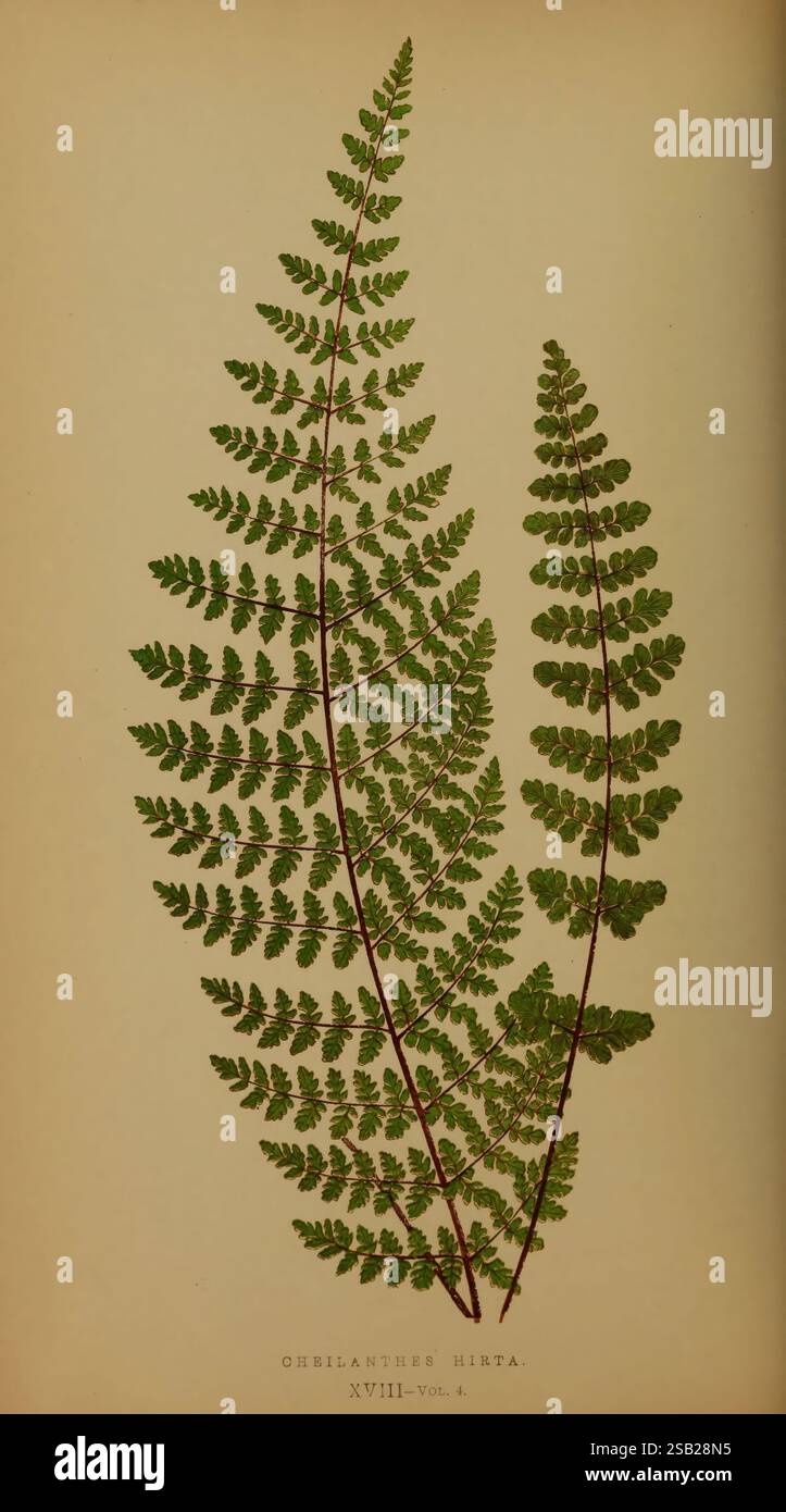 Fougères : British and Exotic v.4 1856-60, fougères, Cheilanthes hirta, botanique, plantes, Edward Joseph Lowe, Alexander Francis Lydon, Benjamin Fawcett, deux frondes de fougères minutieusement détaillées, avec un riche motif de feuillets délicats qui se déroulent gracieusement le long de leurs tiges allongées. La fronde gauche est plus grande, présentant une série de folioles symétriques disposées en une formation pinnée, tandis que la fronde droite est plus petite et légèrement plus compacte. Les deux frondes présentent différentes nuances de vert, soulignant leur texture luxuriante et vibrante. Sous les frondes, une étiquette indique 'CHELANTHES HIRTA. XVIII—tension 4,' indic Banque D'Images