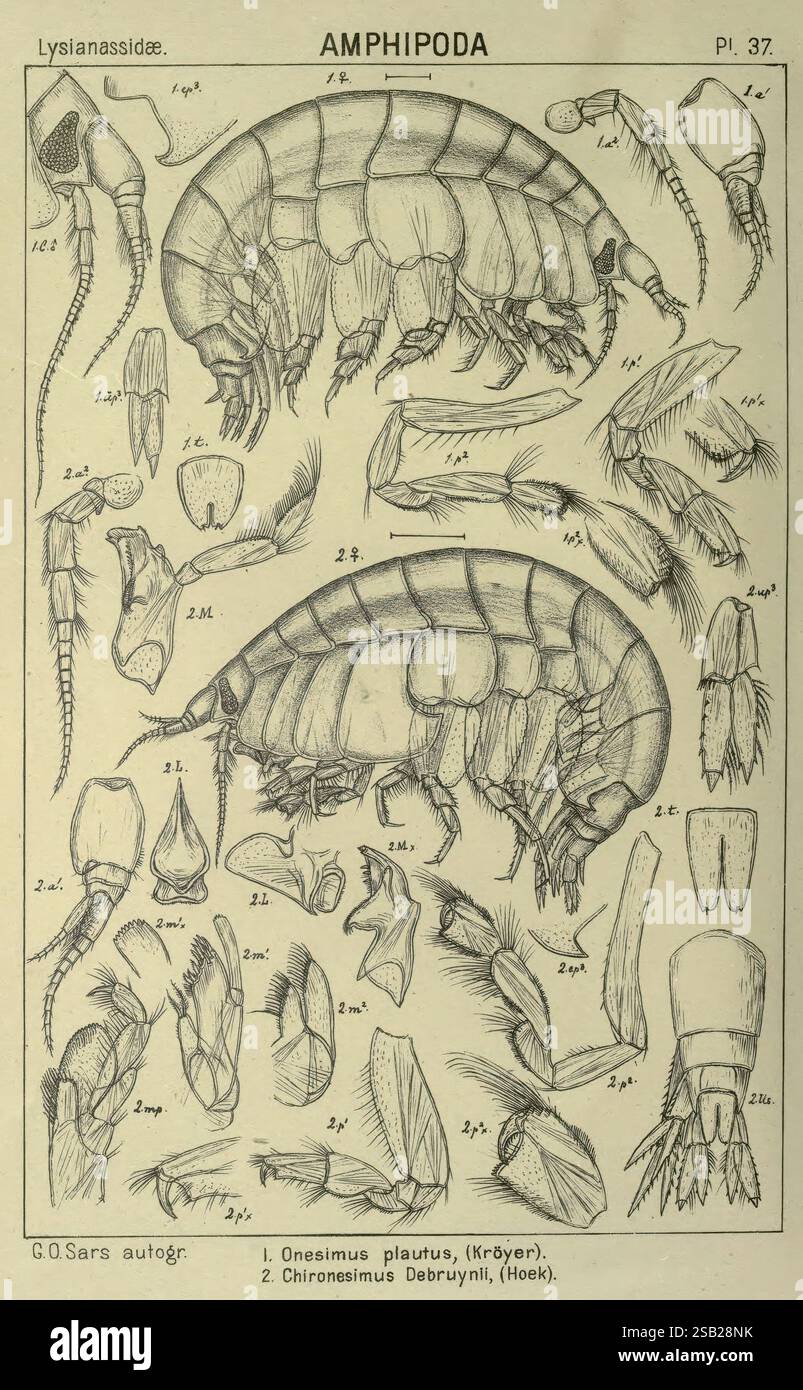 Un récit des crustacés de Norvège. v.1 Amphipode (plaques) Christiania ...
