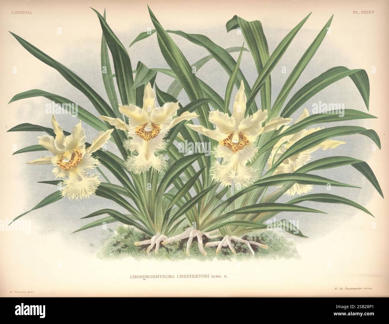 Lindenia, Bruxelles, L. Linden, 1891-[1897?], Orchidaceae, périodiques, œuvres picturales, Une illustration botanique mettant en vedette un groupe d'orchidées chondrorhyncha chestertonii exquises. Le design met en valeur les délicates fleurs jaune crème, chacune ornée de marques complexes qui ajoutent à leur élégance. Autour des fleurs sont des feuilles vertes luxuriantes qui fournissent un contraste vibrant, améliorant la composition globale. La scène capture la beauté naturelle et les détails complexes de ces orchidées, invitant l'admiration pour leur charme et l'art de l'illustration botanique. Banque D'Images
