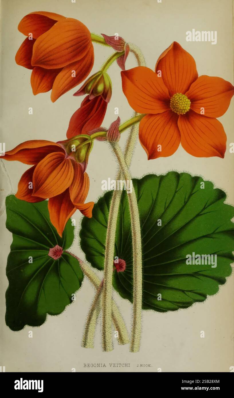Belgique, horticole, Liége, botanique, horticulture, périodiques, plantes, Une exposition vibrante de Begonia Veitchii, mettant en valeur ses fleurs orangées saisissantes. Les fleurs ont des pétales délicats qui courbent élégamment, mettant en valeur leurs textures complexes. Sous les fleurs, des feuilles vertes luxuriantes avec des veines proéminentes créent un contraste saisissant, accentuant la beauté globale de la plante. La composition souligne à la fois les détails complexes de la structure florale et les couleurs riches, célébrant l'élégance du design de la nature. Banque D'Images
