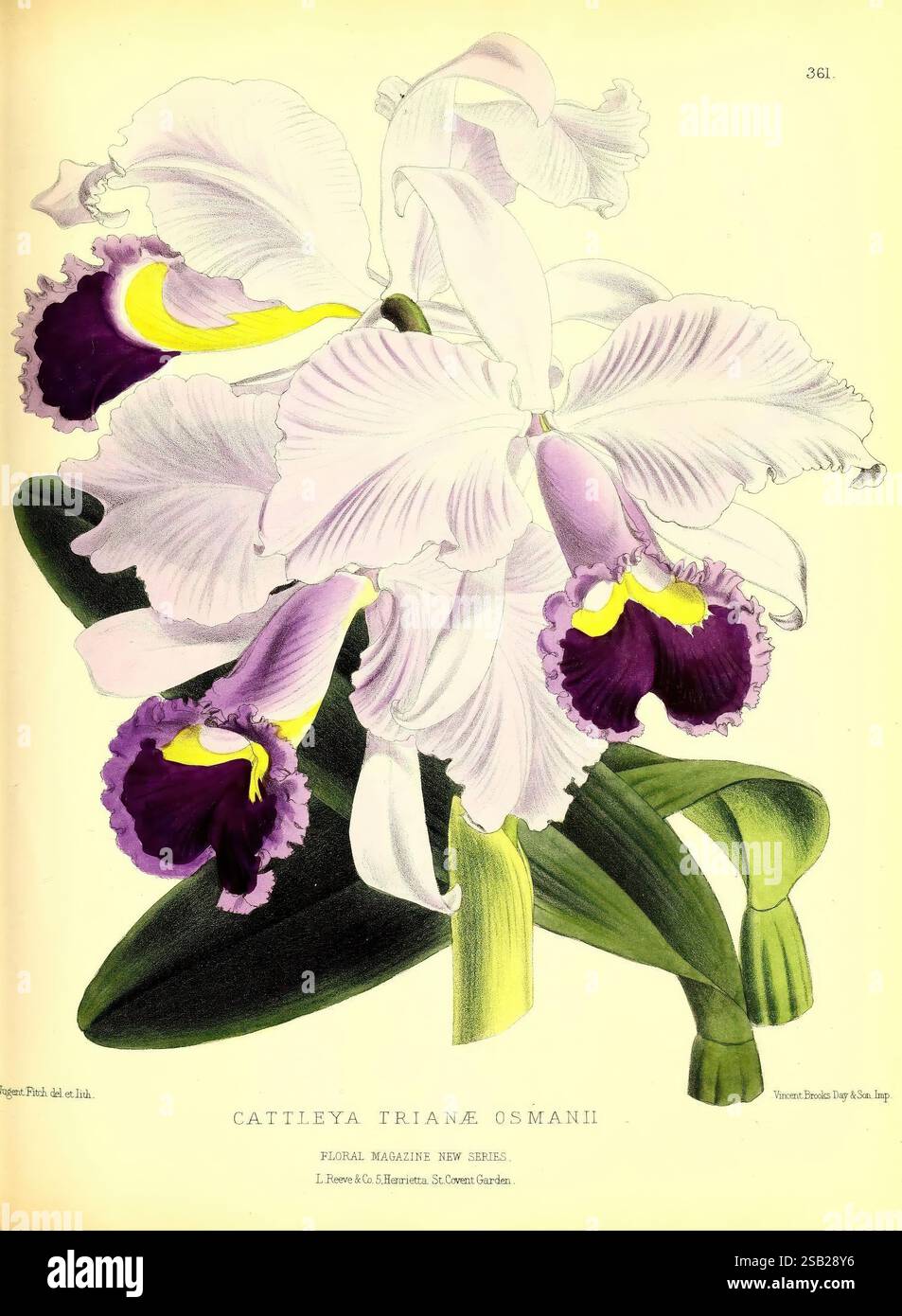 Le, floral, magazine, Londres, L. Reeve & Co, fleur, jardinage, fleurs, périodiques, pictural, œuvres, plante, Une représentation étonnante de l'orchidée Cattleya trianae Osmanii, illustrant ses délicats pétales dans les tons de violet pâle et de blanc. Les détails complexes soulignent les marques violettes profondes vibrantes au centre de chaque fleur, entourées d'un feuillage vert luxuriant. Cet élégant arrangement floral capture la beauté et la complexité de l'une des orchidées les plus admirées, mettant en valeur son allure exotique et son design naturel complexe. Banque D'Images