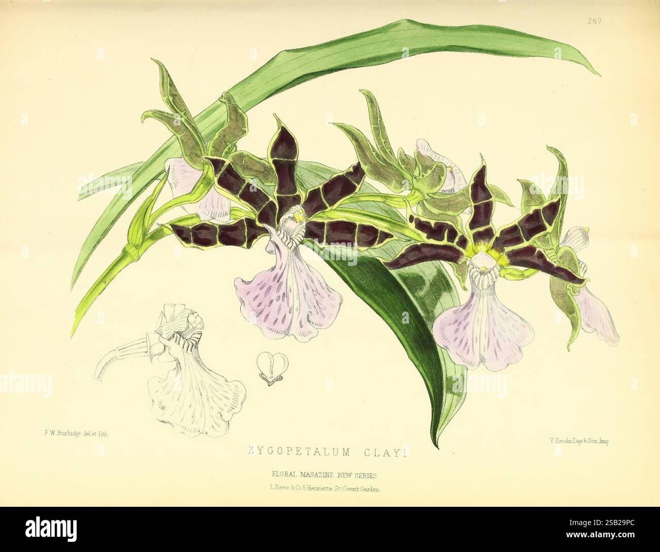 The Floral Magazine London L. Reeve & Co. Fleurs jardinage fleurs périodiques œuvres picturales fleurs, l'illustration présente une représentation détaillée de l'orchidée Zygopetalum Clavii, mettant en valeur sa structure florale unique. Les fleurs sont élégamment disposées, révélant leur morphologie frappante avec des motifs sombres et complexes sur les pétales contrastant avec des teintes plus douces. De longues feuilles minces émergent de la base, ajoutant à l'aspect luxuriant de la composition. Dans le coin, un dessin délicat met en évidence les caractéristiques distinctives de l'orchidée, soulignant ses caractéristiques botaniques et l'intr Banque D'Images