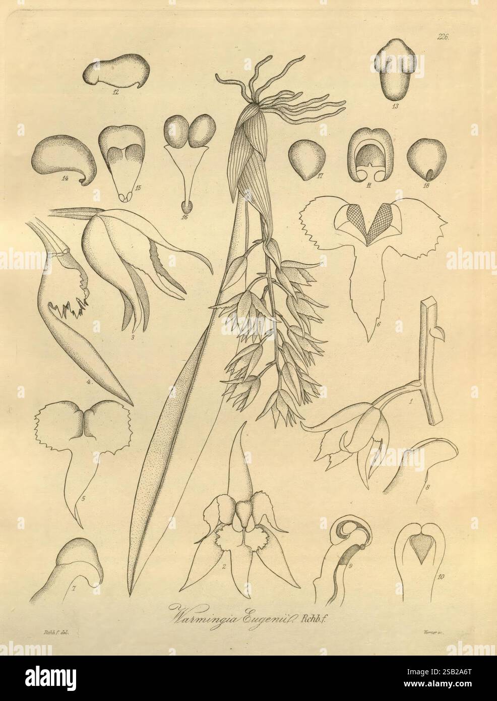 Xenia orchidacea, Leipzig, F.A. Brockhaus, 1858-1900., l'illustration présente divers dessins botaniques de l'espèce florale Varronia Eugenii. Il comprend des représentations détaillées des fleurs individuelles, mettant en évidence leurs formes et structures uniques. À côté de la fleur centrale, de multiples esquisses donnent un aperçu des différentes formations de pétales, des parties reproductrices et des caractéristiques des feuilles. Chaque dessin capture les détails complexes de l'anatomie de la plante, soulignant la diversité au sein de cette espèce. L'arrangement démontre une approche éducative, probablement destinée au stu botanique Banque D'Images