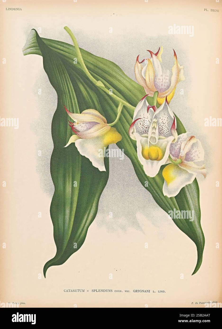 Lindenia, Gand [Belgique], Impr. F. Meyer-van Loo, 1885-1906, classification, guides, nomenclature, nomenclature populaire, Orchidaceae, orchidées, œuvres picturales, terminologie, Une représentation magnifiquement illustrée du Catasetum splendens var. orchidée griganii. L'œuvre d'art présente de grandes feuilles vertes éclatantes qui arquent élégamment vers l'extérieur, mettant en valeur les détails complexes du feuillage. Nichés parmi les feuilles se trouvent des grappes de fleurs exquises, chacune affichant une combinaison unique de couleurs, y compris des blancs délicats et des notes subtiles de jaune et de violet. La composition highli Banque D'Images