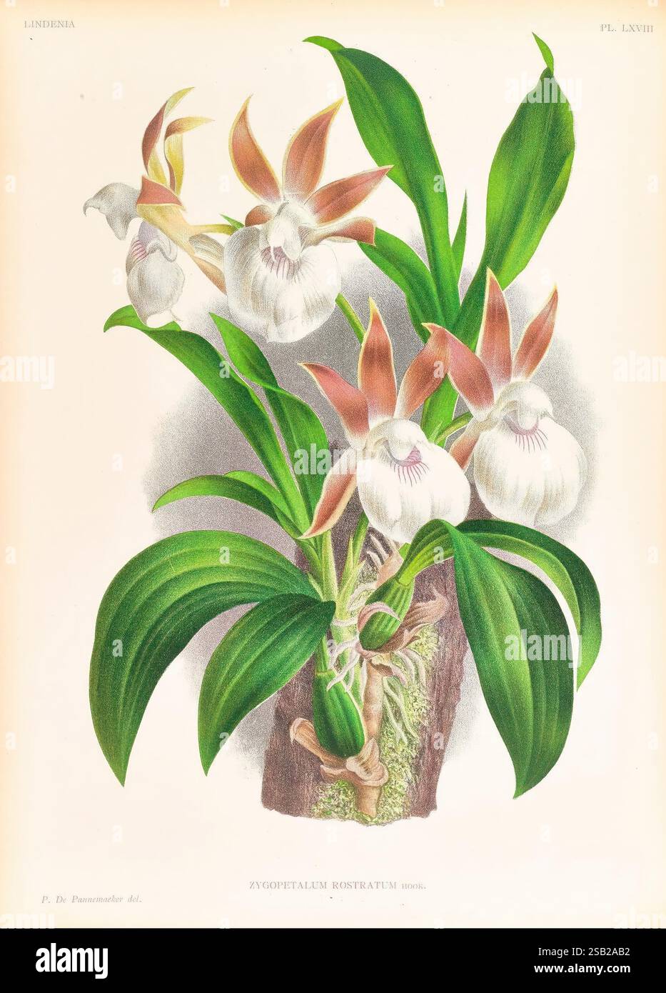Lindenia, Gand [Belgique], Impr. F. Meyer-van Loo, 1885-1906, classification, guides, nomenclature, nomenclature populaire, Orchidaceae, orchidées, œuvres picturales, terminologie, cette illustration botanique met en valeur la Zygoпetalum Rostratum, une orchidée frappante caractérisée par ses grandes fleurs blanches avec des marques complexes et riches marron et orange. Les fleurs sont élégamment disposées sur une tige verte verdoyante, sertie sur un feuillage luxuriant qui rehausse leur beauté. Le rendu détaillé met en évidence la texture unique des pétales et la symétrie globale de l'orchidée, la mettant en valeur Banque D'Images