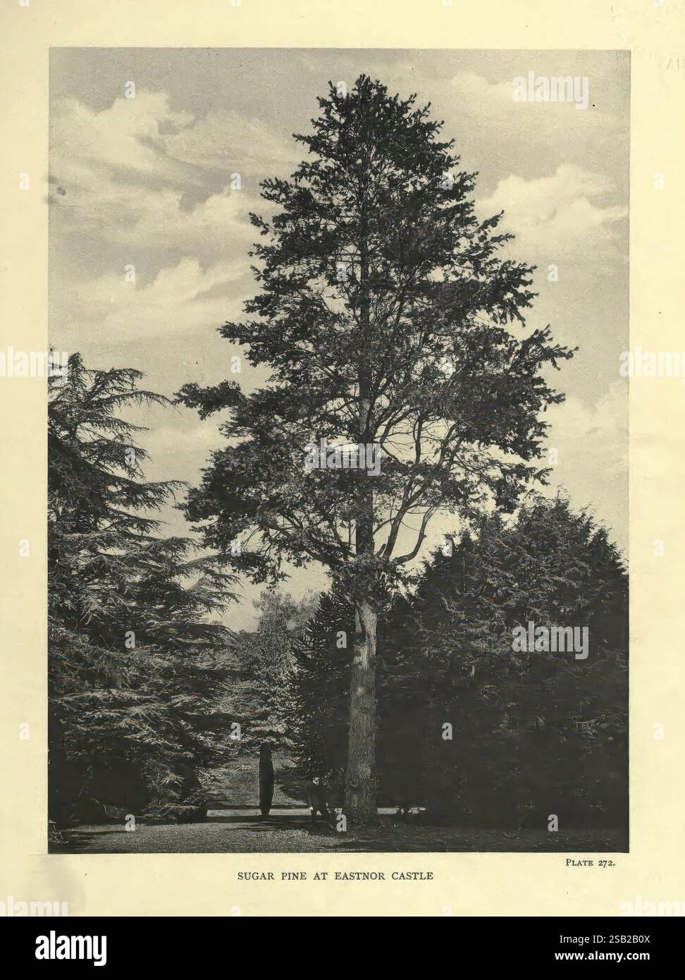 Les arbres de Grande-Bretagne et d'Irlande, Édimbourg, Priv. Imprimer, 1906-13, Grande-Bretagne, Irlande, arbres,, un imposant pin à sucre se dresse majestueusement sur fond de nuages tortueux, incarnant la grandeur du paysage naturel. Autour du pin se trouvent divers conifères qui créent un environnement luxuriant et verdoyant. La scène évoque un sentiment de tranquillité et d'intemporalité, invitant les spectateurs à apprécier la beauté de la nature. Le titre ci-dessous met en évidence l'emplacement comme château d'Eastnor, suggérant une région riche en histoire et en beauté naturelle. Cette composition capture la relation harmonieuse BE Banque D'Images