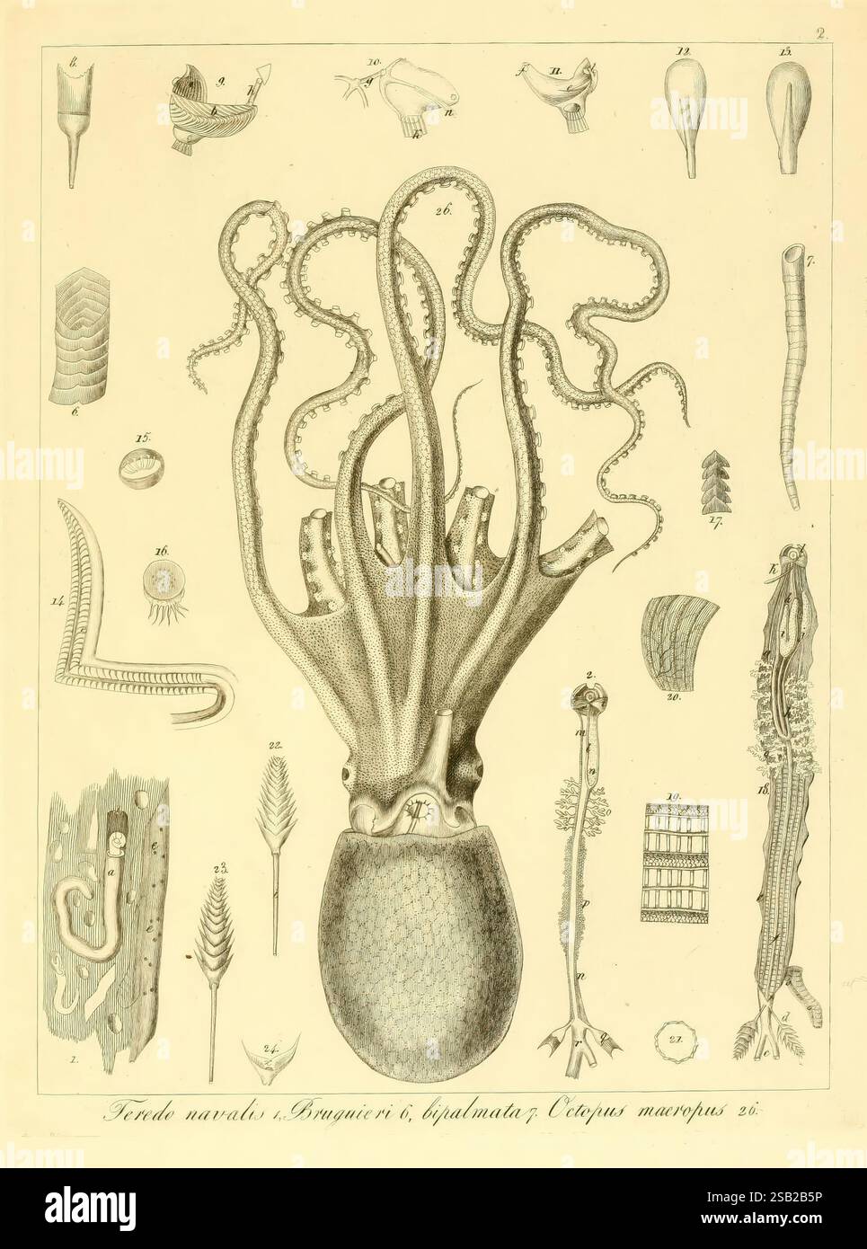 Descrizione e Anatomia degli Animali Invertebrati della Sicilia Citeriore Naples C. Batelli 1841-1844 invertébrés Sicile Italie Royaume des deux-Siciles, l'illustration montre une pieuvre au centre, montrant ses bras allongés avec des ventouses complexes. Autour de la pieuvre se trouvent divers organismes marins, y compris différents types de vers et d'autres invertébrés. Chaque figure est étiquetée avec des chiffres, indiquant une étude systématique de la vie marine, peut-être à partir d'un texte biologique ou zoologique. Le dessin au trait détaillé souligne les caractéristiques anatomiques de chaque spécimen, en mettant en évidence le d. Banque D'Images