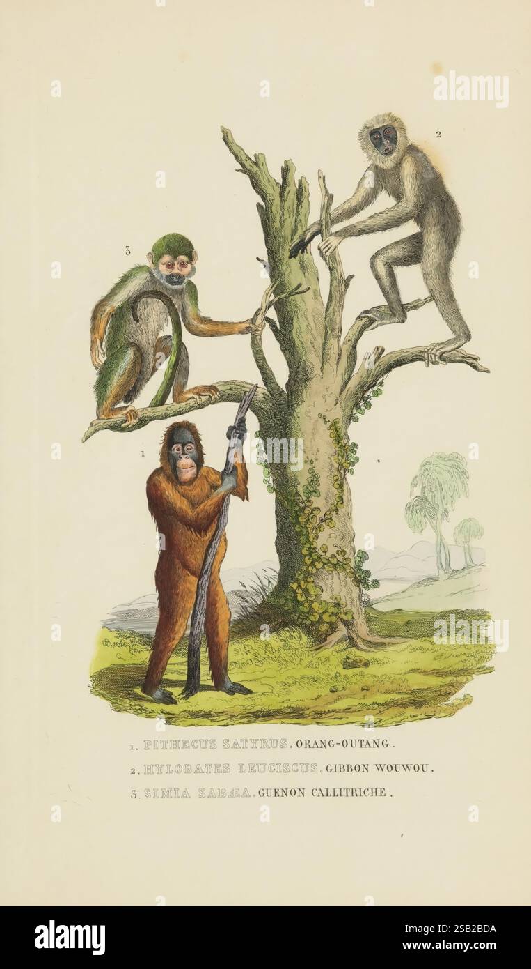Dictionnaire classique des sciences naturelles, Bruxelles, Meline, Cans et ce, 1853, histoire naturelle, dictionnaires, la scène représente trois espèces distinctes de primates interagissant avec la nature. Le premier primate, positionné au centre, ressemble à un orang-outan, caractérisé par sa taille importante et une posture ludique. À gauche, un singe vert plus petit et agile s'accroche à une branche d'arbre, mettant en valeur sa coloration vibrante et son comportement curieux. Sur la droite, un gibbon peut être vu perché au sommet d'une branche, présentant de longs membres et une posture gracieuse, illustrant ses compétences d'escalade. L'analyse par éléments finis en toile de fond Banque D'Images