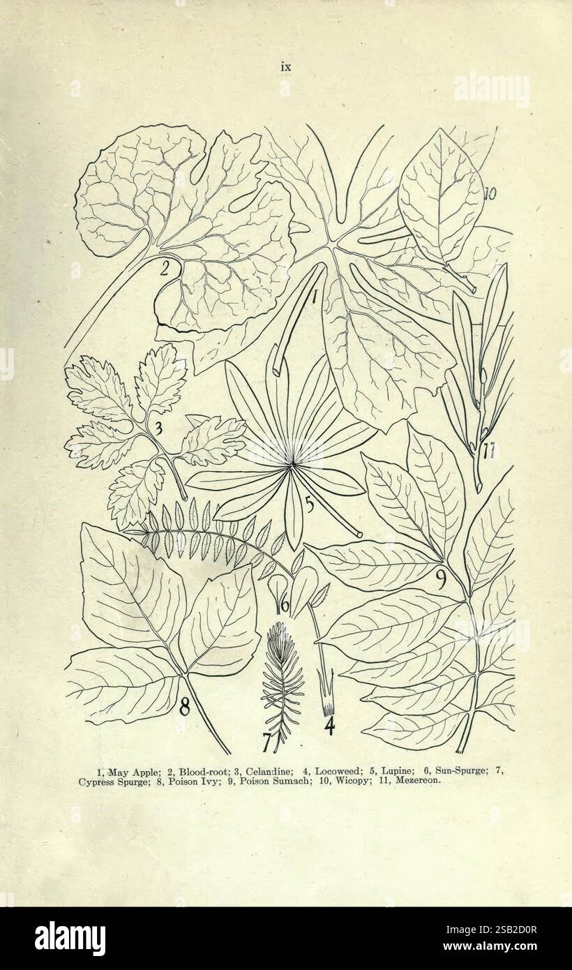 Principal, toxique, plantes, de, Canada, Ottawa, Département, de, Agriculture, Dominion, expérimental, fermes, 1920, Canada, botanique, toxiques, plantes, l'illustration présente une collection de diverses espèces végétales, chacune marquée d'un numéro correspondant indiquant son identification. Les plantes sont minutieusement détaillées pour montrer leurs formes et structures uniques de feuilles. Les espèces représentées comprennent : 1. Mai Apple 2. Racine de sang 3. Calamint 4. Leonard’s 5. Lupin 6. Sun-Spurge 7. Cypripedium 8. Poison Ivy 9. Whorled 10. Meadowrue 11. Éléments botaniques supplémentaires. Chaque plante est soigneusement rendue, showc Banque D'Images