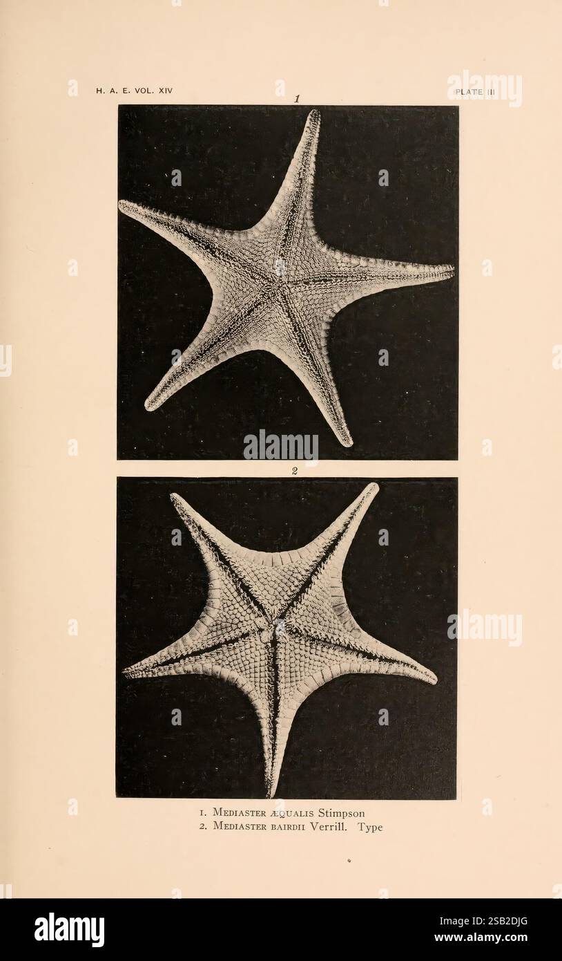 Série Harriman Alaska, Washington, 1910-1914, Alaska, histoire naturelle, expéditions scientifiques, l'image présente deux espèces distinctes d'étoiles de mer présentées dans un format scientifique. Chaque spécimen est méticuleusement détaillé, mettant en évidence leurs caractéristiques et structures uniques. Le premier spécimen, étiqueté *Mediaster Aqualis Stimpson*, présente une structure robuste en forme de bras avec des textures et des motifs complexes sur toute sa surface. L'étoile de mer présente un design traditionnel à cinq bras, chaque bras s'effilant et orné de petits tubercules proéminents. Le deuxième spécimen, identifié comme *Mediaster b Banque D'Images