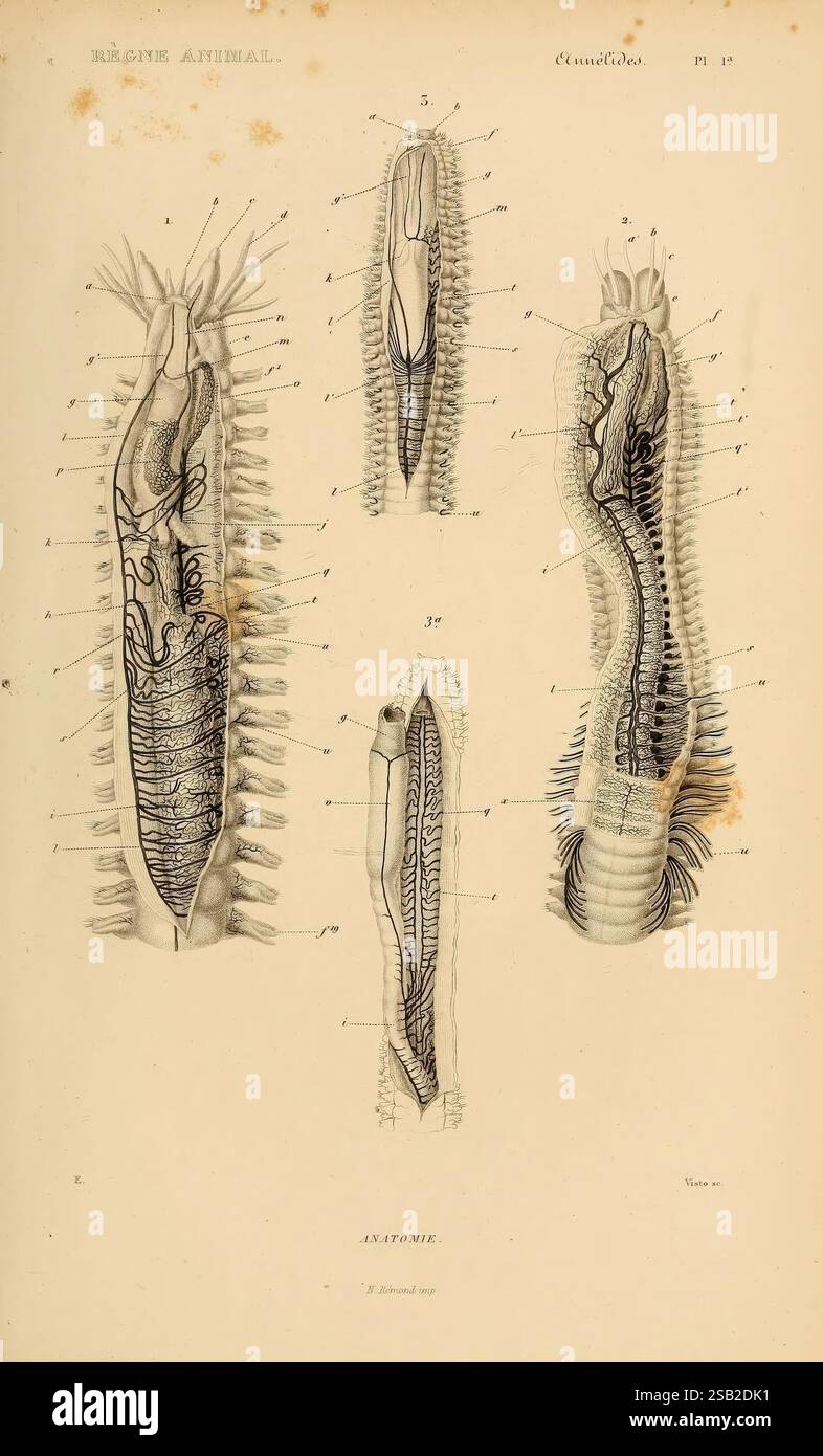 Le règne animal distribué d'après son organisation Paris, 1836-1849 anatomie, comparative Animals Classification identification nomenclature Zoologie Musée de zoologie comparative annélides vers, l'illustration présente diverses représentations anatomiques d'un organisme marin, probablement une espèce de ver segmenté ou d'invertébrés similaires. La vue centrale en haut montre un long corps tubulaire caractérisé par une structure segmentée, avec des annotations détaillées indiquant divers organes et systèmes internes, y compris les systèmes circulatoire et nerveux. Les diagrammes environnants illustrent différentes perspectives o Banque D'Images