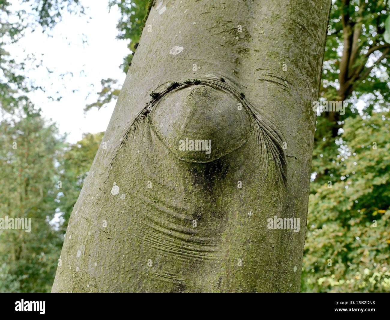 Perle en bois sur le hêtre. Un hêtre avec une grosse ronce. Ces ronds de bois présentent un grain et une texture uniques, considérés esthétiquement agréables. Banque D'Images