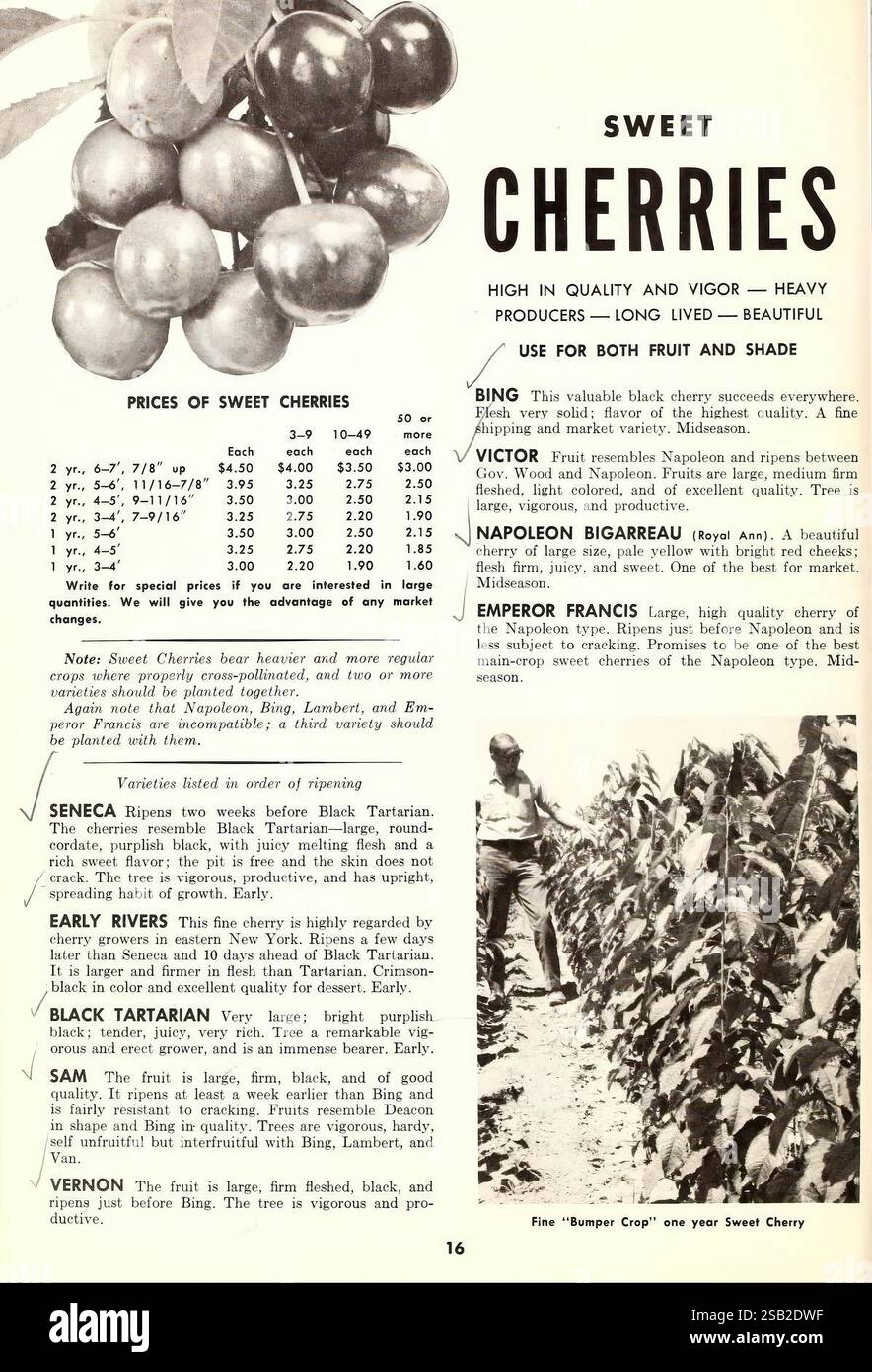 Guide de plantation, Princess Anne, MD, Bountiful Ridge Nurseries, 1967, fleurs, arbres, fruits, catalogues, arbres fruitiers, pépinières, horticulture, histoires de jardin, en fleurs, la page présente une publicité vintage promouvant les cerises douces, mettant en valeur leur qualité et leur saveur. Il énumère différents prix pour différentes qualités de cerises, y compris les variétés Bing, Victoria et Emperor Francis. Une bordure décorative encadre le texte, ce qui souligne les avantages de la sélection des cerises douces. Il existe également des recommandations pour un stockage et une manipulation appropriés. La mise en page comprend une description détaillée de chacun Banque D'Images