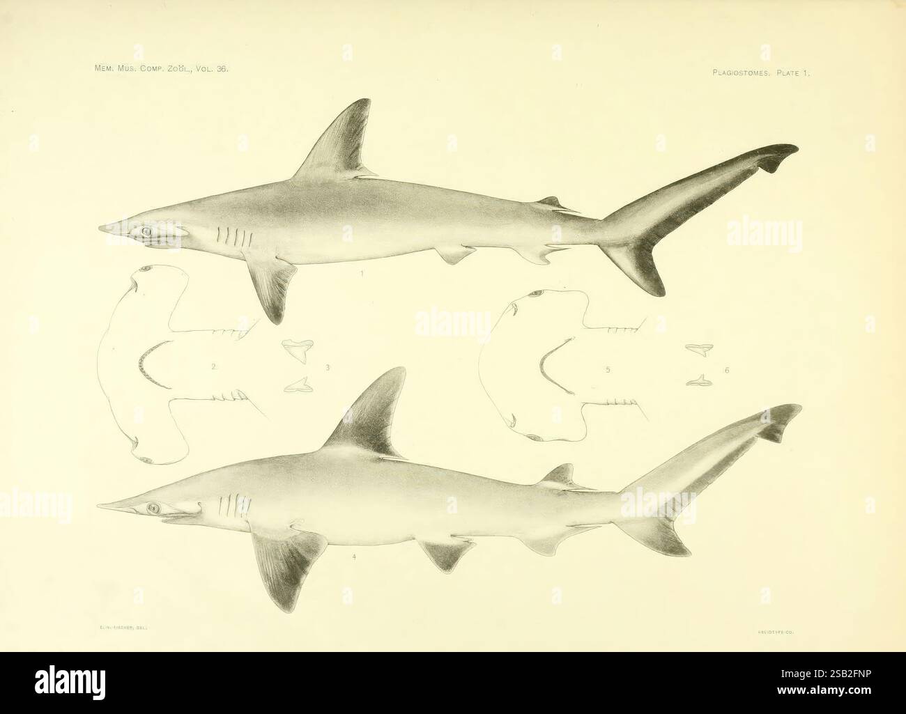 The Plagiostomia, Sharks, Skates, and Rays, Cambridge, U.S.A, 1913, requins, Chondrichthyes, poissons raies, Cestracion tiburo, en Fischer, Cestracion Zygaena, cette illustration présente l'anatomie détaillée d'un requin, mettant en valeur son corps profilé et sa nageoire dorsale proéminente. Le dessin comprend plusieurs vues – des profils latéraux et une vue de dessus – mettant en évidence les caractéristiques du requin telles que son museau allongé, ses dents tranchantes et sa queue musclée, conçue pour se déplacer rapidement dans l’eau. Les annotations fournissent des détails scientifiques, contribuant à son objectif éducatif. L'œuvre reflète un sty classique Banque D'Images