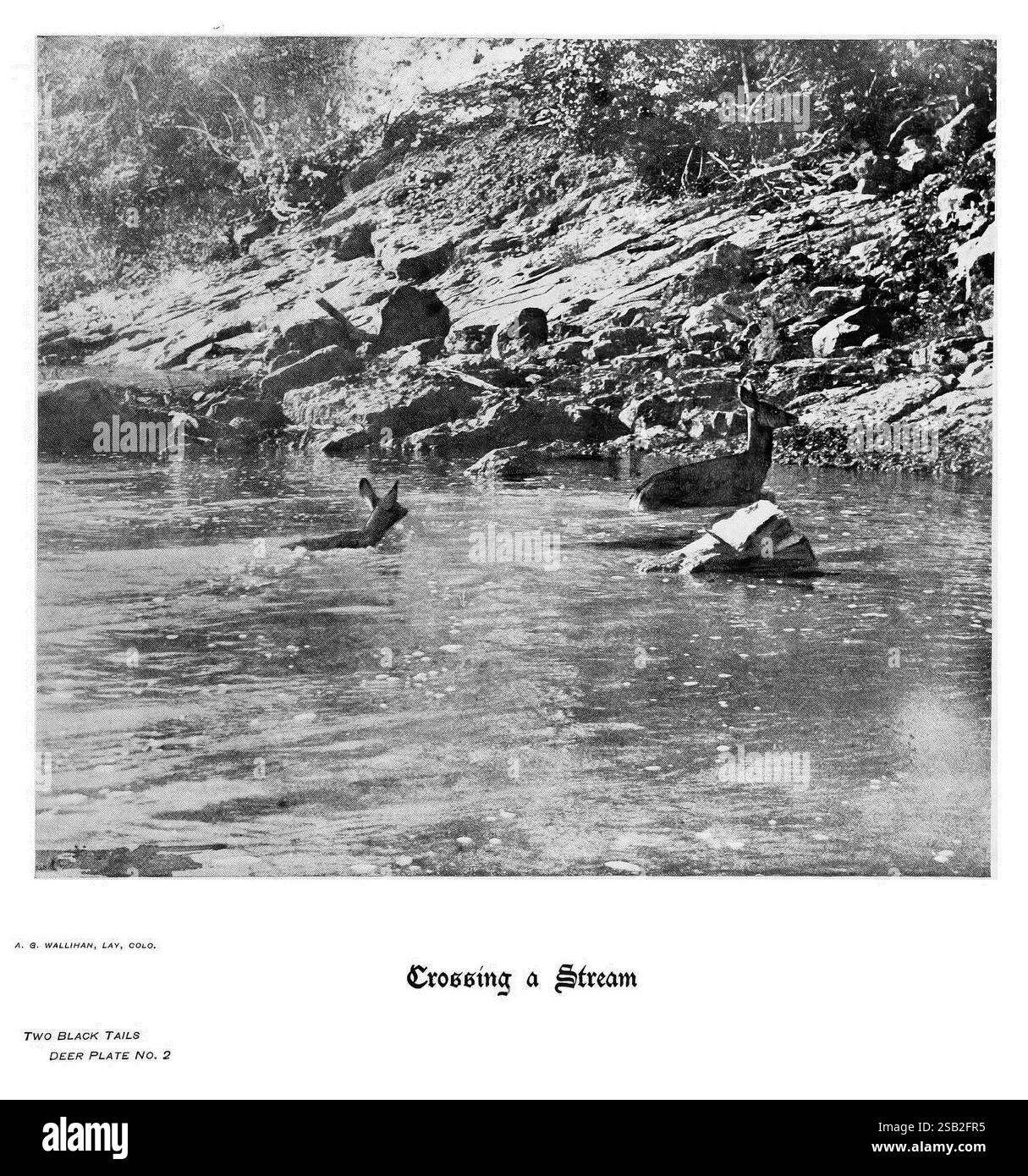 Sabots, griffes et bois des montagnes Rocheuses, à côté de la caméra. Denver, C. F. S. Thayer, 1894. Animaux, œuvres picturales., Une scène sereine représentant un ruisseau tranquille coulant doucement à travers un paysage rocheux. Au premier plan, deux cerfs naviguent prudemment dans l'eau, leurs reflets visibles dans la surface calme. Le feuillage environnant laisse entrevoir un environnement luxuriant, avec des arbres et des arbustes encadrant la scène, tandis que les berges rocheuses suggèrent une nature sauvage. Le titre, « Crossing a Stream », invite les spectateurs à apprécier l'interaction délicate entre la faune et son habitat. L'humeur générale i Banque D'Images
