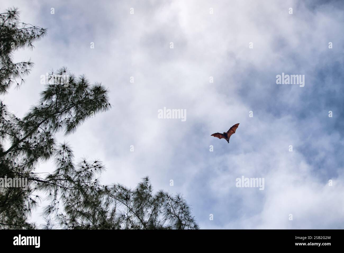 Chauve-souris mauricienne aux fruits Banque D'Images