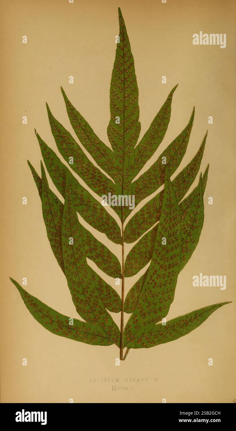 Fougères : British and Exotic 1856-60, fougères, l'illustration présente une représentation très détaillée d'une feuille de fougère, mettant en valeur ses frondes structurées de manière complexe qui s'épanouissent gracieusement. Chaque segment lobé présente une texture riche et est orné de grappes de petits sacs de spores, indicatifs de l’anatomie reproductrice de l’espèce. L'arrière-plan offre un contraste subtil qui rehausse les teintes vertes vibrantes de la feuille, soulignant la beauté naturelle et la complexité de cette plante. Le nom scientifique “A. repandum” est élégamment inscrit en bas, suggérant un accent sur l’étude botanique et classificati Banque D'Images