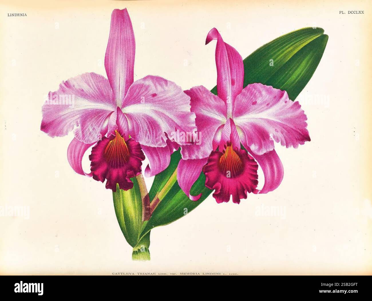 Lindenia, Gand [Belgique], Impr. F. Meyer-van Loo, 1885-1906, classification, guides, nomenclature, nomenclature populaire, Orchidaceae, orchidées, œuvres picturales, terminologie, l'œuvre d'art présente un arrangement exquis d'orchidées vibrantes, mettant en valeur leurs détails complexes et leurs couleurs luxuriantes. Deux grandes fleurs aux pétales délicats et volants dans des tons de rose doux et de magenta profond, entourées de feuilles vertes luxuriantes, sont bien en évidence. Les textures uniques des pétales, ainsi que leurs courbes gracieuses, soulignent l'élégance de ces fleurs. La composition capture le nat Banque D'Images
