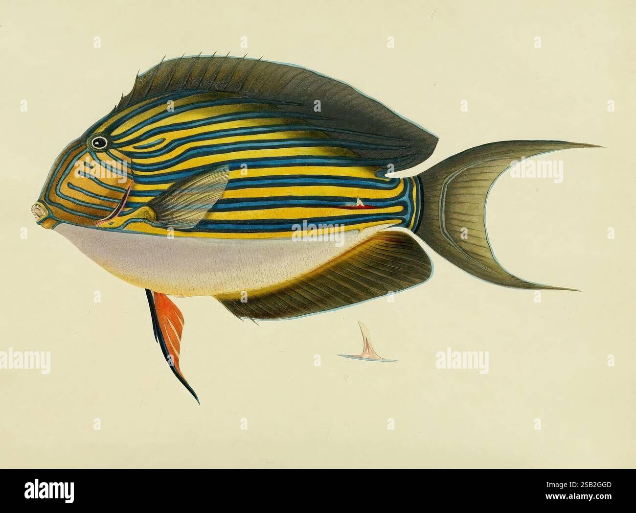 Une sélection parmi les poissons les plus remarquables et les plus ...