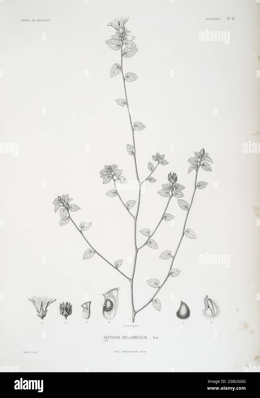 Tentamen Florae Abyssinicae Parisiis Arthus Bertrand 1847-1851 Banque D'Images