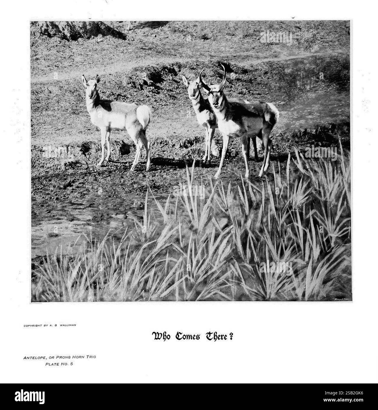 Sabots, griffes et bois des montagnes Rocheuses, par la caméra, Denver, Co, F.S. Thayer, 1894, animaux, œuvres picturales, Un trio d’antilopes se tient alerte dans un cadre naturel, leurs yeux focalisés sur quelque chose au loin, incarnant un sentiment de curiosité et de vigilance. La toile de fond présente une herbe luxuriante, suggérant un environnement serein où ces créatures gracieuses pourraient errer librement. La scène capture un moment de calme dans la nature, mettant en évidence les formes élégantes de l’antilope et la coexistence paisible de la nature. Ci-dessus, le titre "qui vient là?" fait allusion à leur conscience instinctive de th Banque D'Images