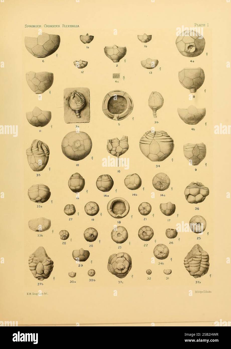 Le Crinoidea Flexibilia, Washington D. C, 1920, fossile de crinoïde, l'image présente une illustration détaillée de diverses formes de coccolithophores, mettant en valeur leurs structures complexes. Chaque spécimen est numéroté et méticuleusement rendu, en mettant l'accent sur les formes et textures variables des plaques calcaires, ou coccolithes, qui caractérisent ces algues microscopiques. L'arrangement fournit une vue d'ensemble de la diversité au sein de ce groupe, mettant en évidence des caractéristiques telles que la disposition des coccolithes et les différents motifs géométriques qui émergent parmi les espèces. Accompagnant Banque D'Images