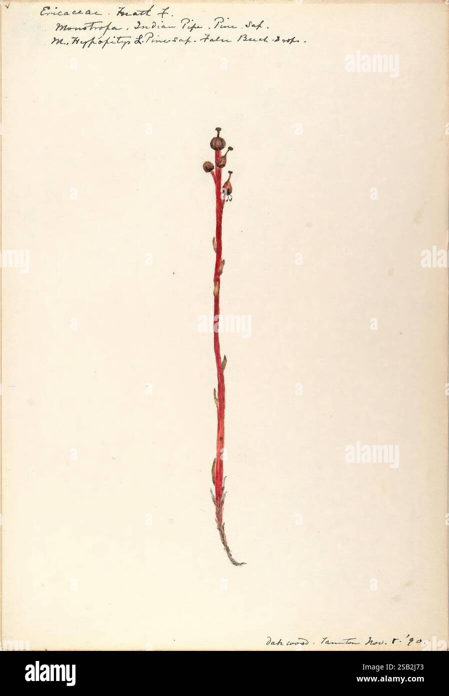 Croquis aquarelles de plantes d'Amérique du Nord et d'Europe, Une illustration botanique représentant une tige mince avec de petits bourgeons ronds et des feuilles allongées à sa base. La tige est caractérisée par une teinte rouge frappante, attirant l'attention sur ses caractéristiques délicates. Des annotations détaillées en écriture élégante fournissent des informations sur la classification et l'origine de la plante, soulignant son importance scientifique. La composition globale souligne les subtilités de la structure de la plante, mettant en valeur à la fois sa beauté et l'art des études botaniques. Banque D'Images