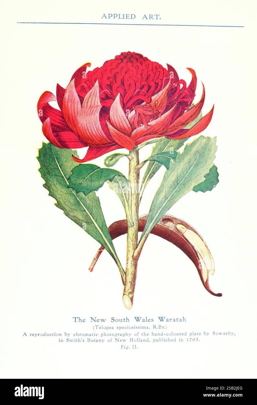 La flore australienne dans Applied compris [Sydney, W.A. Gullick, Gove. printer]1915, décoration et ornement, fleurs dans l'art, formes végétales, teleopea dans l'art, une représentation exquise de la Waratah de Nouvelle-Galles du Sud (Telopea speciosissima), mettant en valeur ses fleurs rouges vibrantes et sa structure foliaire distinctive. Les pétales saisissants de la fleur s'étendent avec élégance, entourés d'un feuillage vert luxuriant, capturant l'essence de cette plante australienne emblématique. En dessous de l'illustration, le titre met en évidence sa classification scientifique et son contexte historique, notant sa reproduction à partir d'une œuvre d'art colorée à la main par Sowerby, origi Banque D'Images