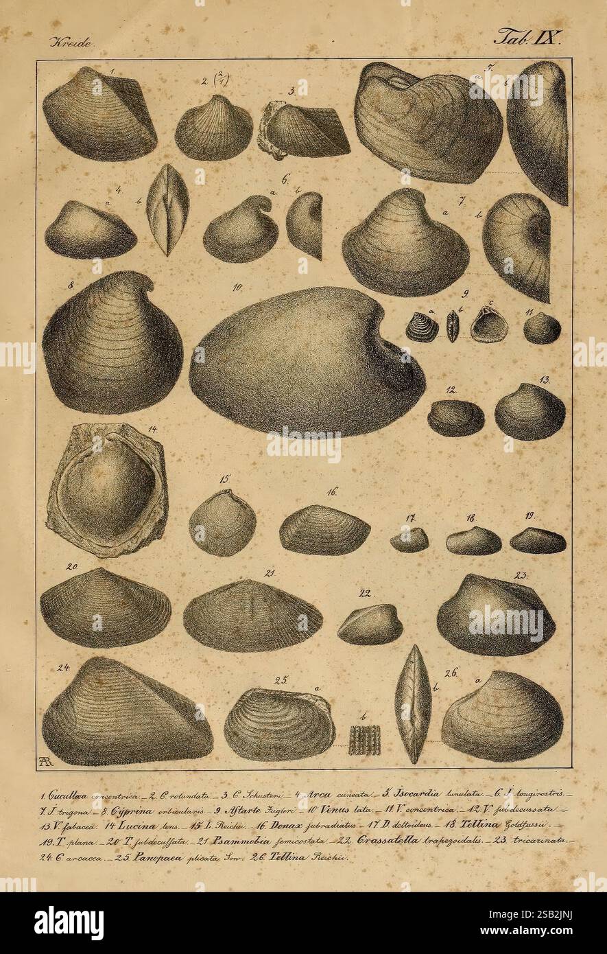 Die Versteinerungen des nord-deutschen Kreidegebirges, Hanovre, Hahn, 1840-1841, fossiles, Allemagne, montagnes du Harz, paléontologie, Musée de zoologie comparée, une illustration complexe représentant diverses espèces de mollusques bivalves, présentant un éventail varié de formes et de tailles de coquilles. La composition comporte de nombreuses représentations détaillées, arrangées systématiquement, mettant en évidence leurs caractéristiques uniques. Chaque coquille est étiquetée avec un numéro correspondant à des fins d'identification, fournissant un aperçu des classifications au sein de ce groupe. Le travail au trait complexe souligne les textures et la forme Banque D'Images