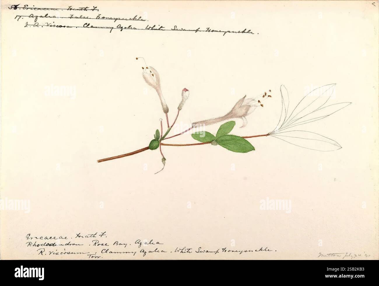 Croquis aquarellés de plantes d'Amérique du Nord et d'Europe, illustration botanique mettant en valeur une branche délicate d'une plante à fleurs. Le dessin présente des fleurs allongées et tubulaires avec de subtiles variations d'ombrage, accompagnées de fines feuilles vertes. Sous l'illustration, il y a un texte manuscrit détaillant la classification de la plante, y compris le nom du genre et l'espèce. La composition globale met en valeur à la fois les détails complexes des fleurs et l'élégance du feuillage, soulignant la beauté de la botanique Banque D'Images