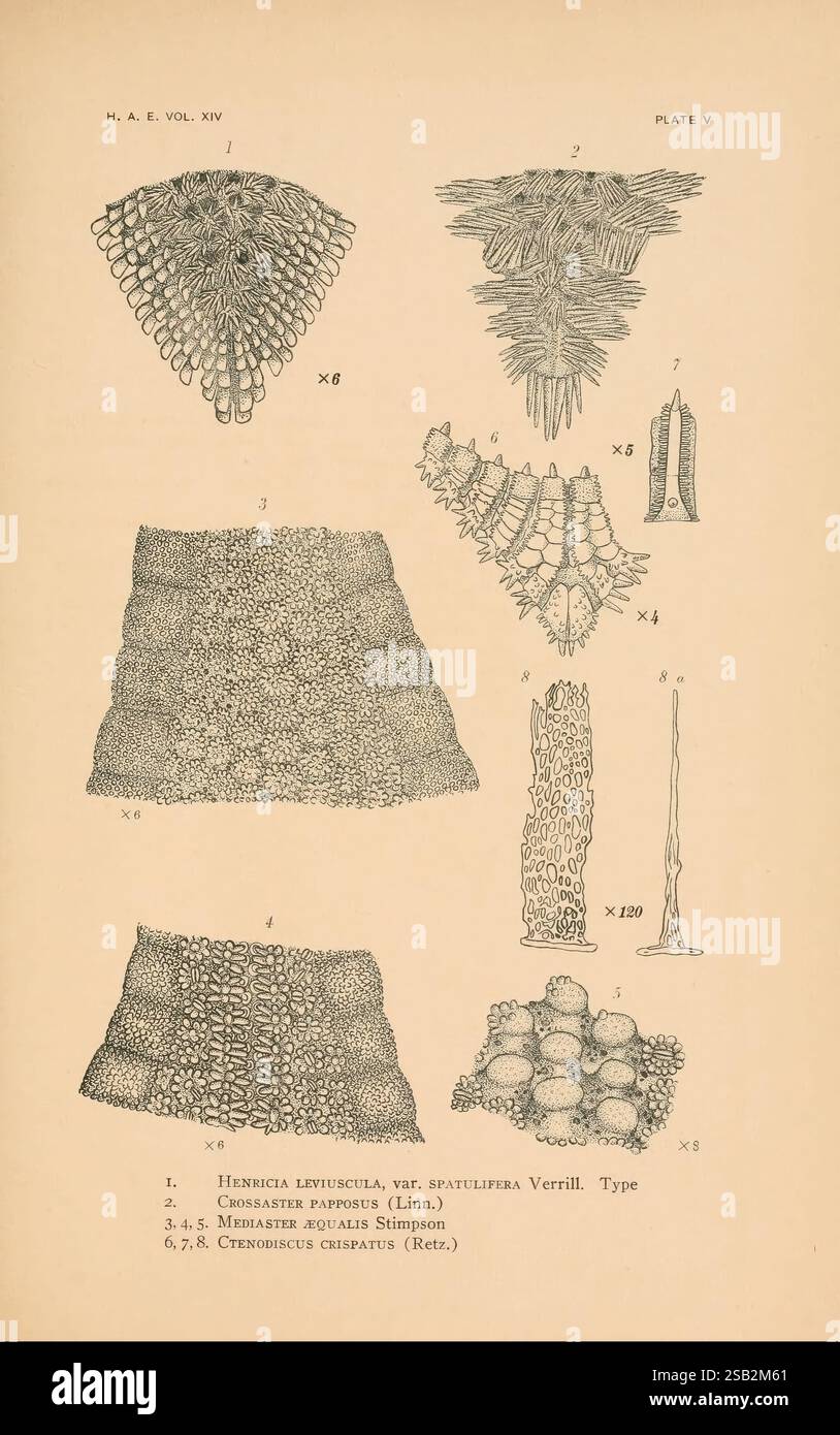 Série Harriman Alaska, Washington, 1910-1914, Alaska, histoire naturelle, expéditions scientifiques, cette illustration présente une collection de spécimens botaniques, mettant en valeur les détails complexes de diverses structures végétales. Chaque spécimen est méticuleusement étiqueté avec son nom scientifique et le grossissement correspondant. La section supérieure affiche une structure en couches, tandis que la partie centrale présente un arrangement complexe de textures, mettant éventuellement en évidence différentes caractéristiques morphologiques. La section inférieure comprend des formes allongées et cylindriques, soulignant la diversité au sein de ce groupe particulier de Banque D'Images