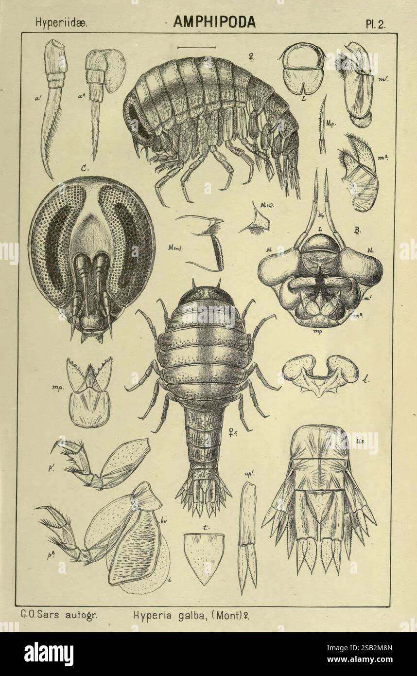 Un récit des crustacés de Norvège Amphipodes plaques Christiania, A ...