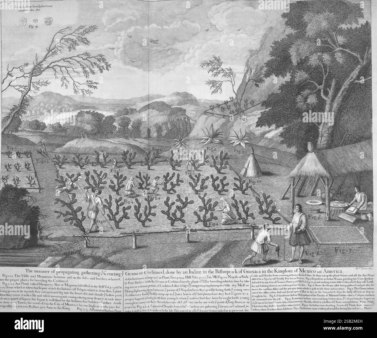 Un voyage vers les îles Madera, Barbade, Nieves, S. Christophers et Jamaïque, Londres, imprimé par B.M. pour l'auteur 1707-1725, Angleterre, plantes, histoire naturelle, Jamaïque, botanique, gravures, 1707, description et voyage, œuvres pré-linnéennes,, la scène représente une représentation historique d'un paysage verdoyant avec une variété de cactus dans un cadre agricole. Au premier plan, deux figures sont engagées dans le processus de soin des cultures, entourées de rangées méticuleusement disposées de poires de barbarie ou de plantes similaires. Une cabane de chaume est visible à proximité, suggérant un endroit pour le stockage ou le shel Banque D'Images