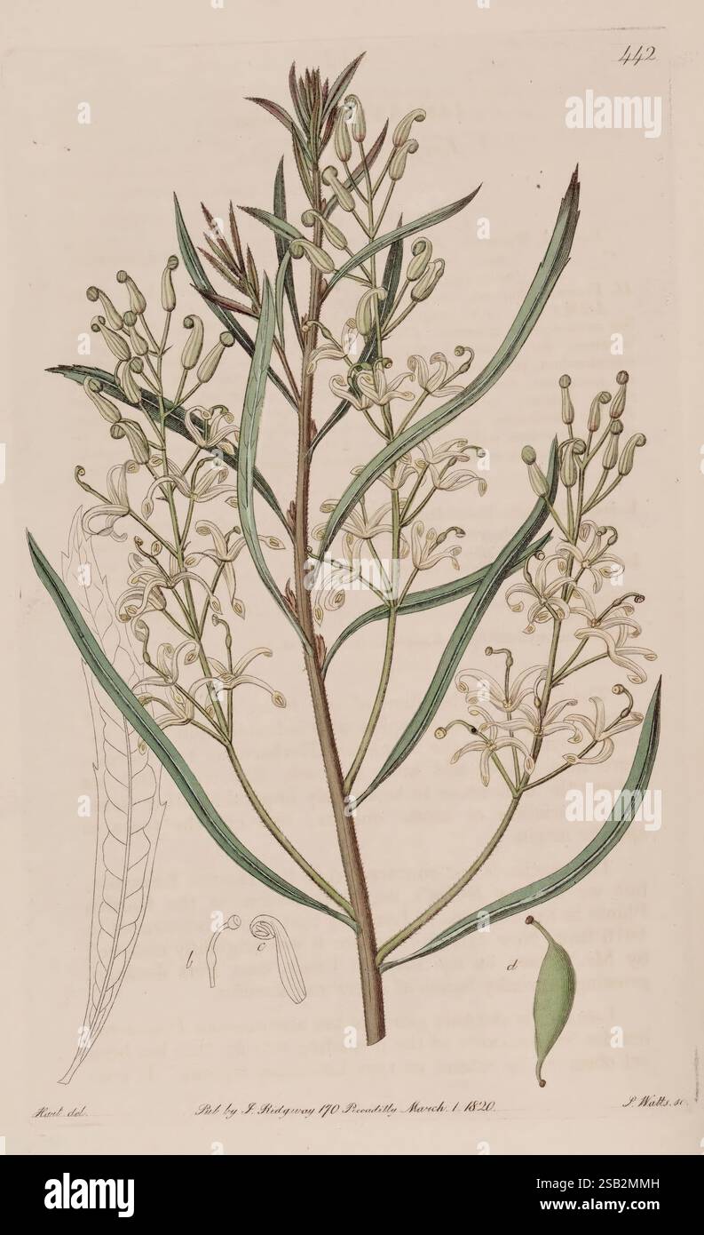 The Botanical Register London imprimé pour James Ridgway 1815-1828 1815 XIXe siècle botanique gravures sur cuivre Angleterre médias graphiques Grande-Bretagne Icones colorés à la main périodiques œuvres picturales introduction de plantes ornementales, l'illustration présente une étude botanique détaillée d'une plante à fleurs avec des feuilles vertes allongées et des fleurs blanches délicates. La tige centrale présente de multiples grappes de fleurs, chacune caractérisée par des pétales allongés et minces disposés autour d'un pistil proéminent. À gauche, un dessin stylisé met en évidence la structure de la racine de la plante et l'analyse par éléments finis supplémentaire Banque D'Images