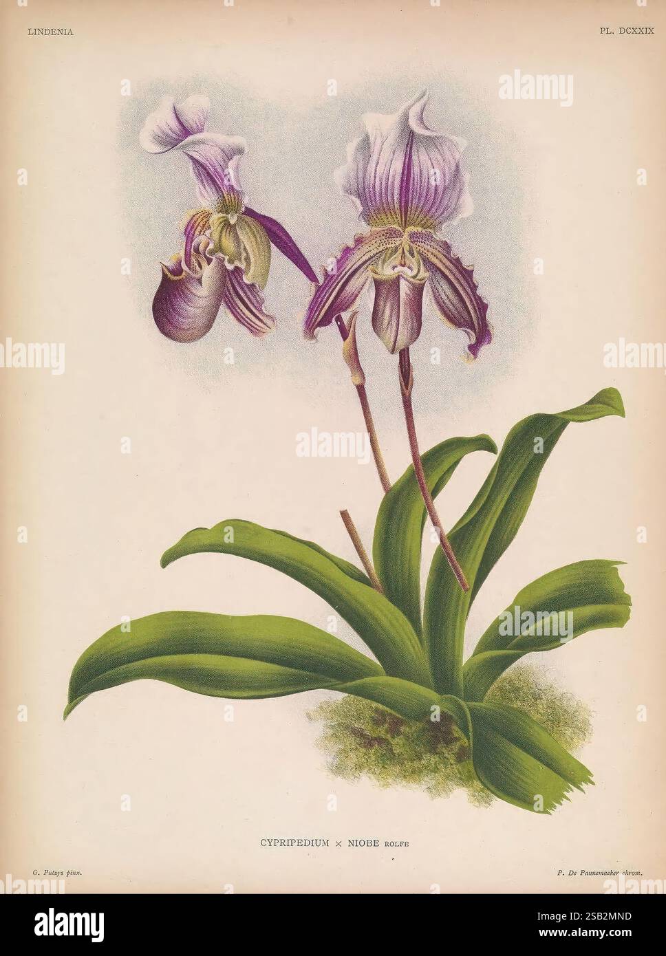 Lindenia Gand [Belgique] impr. F. Meyer-van Loo 1885-1906 guides de classification identification nomenclature nomenclature populaire Orchidaceae orchidées œuvres picturales terminologie fleurs tiges feuilles, Une représentation étonnante de l'orchidée Cypripedium × nobile, mettant en valeur ses fleurs élégantes avec de délicats pétales violets et blancs. Les motifs complexes et les textures de la fleur sont mis en évidence, entourés de feuilles vertes luxuriantes qui offrent un contraste vibrant. La composition capture la grâce et la beauté de cette orchidée hybride, soulignant ses caractéristiques uniques et son allure naturelle. Banque D'Images