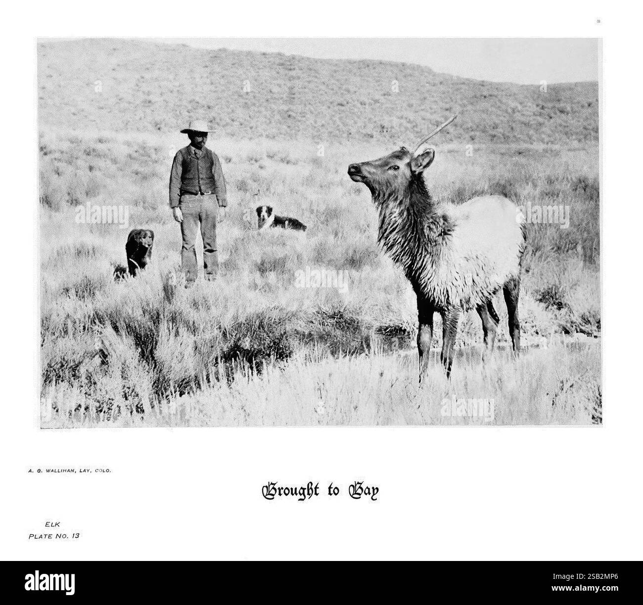 Sabots, griffes et bois des montagnes Rocheuses, à côté de la caméra. Denver, C. F. S. Thayer, 1894. Animaux, œuvres picturales, Un homme se tient dans un vaste paysage ouvert, vêtu d'une tenue traditionnelle typique des explorateurs en plein air ou des éleveurs du début du XXe siècle. A proximité, un chien est assis attentivement à ses côtés. Au premier plan, un jeune élan regarde curieusement la scène, son manteau mettant en valeur les textures douces de la nature. L'arrière-plan présente des collines ondulantes et une végétation clairsemée, soulignant l'environnement serein mais sauvage. Le titre « Brained to Bay » suggère un moment de pause dans le monde naturel, capturant t Banque D'Images