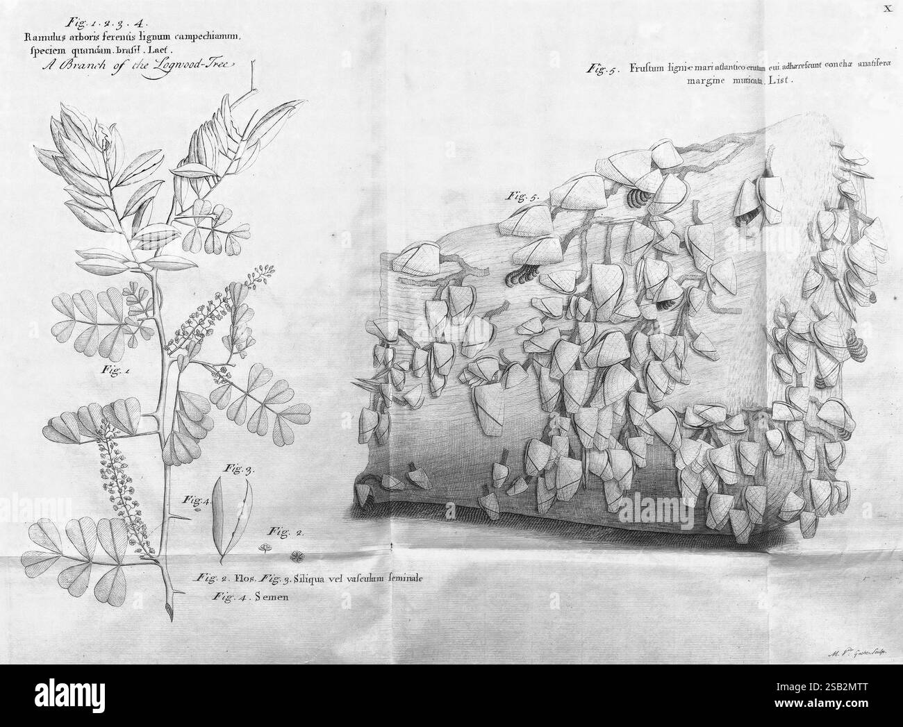 A, voyage, vers, les, îles, Madera, Barbade, Nieves, S. Christophers, et, Jamaïque, Londres, imprimé, par, B. M, pour le, auteur 1707-1725, Angleterre, plantes, naturel, histoire, Jamaïque, botanique, gravures, 1707, description, et, voyage, pré-linnéen, œuvres, l'illustration présente deux études botaniques distinctes. Sur la gauche, un dessin détaillé d'une plante à fleurs, mettant en valeur des feuilles allongées et des fleurs délicates qui présentent un arrangement complexe. Les fleurs sont conçues de manière complexe, avec une attention claire à la structure de chaque pétale et étamine. À droite, un autre spécimen de plante est profond Banque D'Images