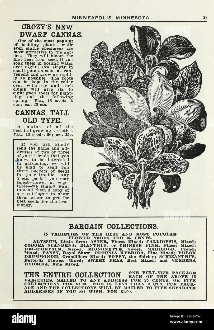 Lippincott Seeds, Minneapolis, Minn, Miss C.H. Lippincott, 1915, fleurs, légumes, fruits, graines, catalogues, pépinières, horticulture, histoires de jardin, en fleurs, la page présente une illustration détaillée d'une plante de canne naine, mettant en valeur sa structure foliaire unique et ses caractéristiques florales distinctives. L'illustration est accompagnée d'un texte descriptif qui met en évidence la popularité de la plante et son adéquation aux jardins, mettant l'accent sur ses fleurs vibrantes et sa valeur ornementale. Sous l'illustration, il y a une section faisant la promotion de diverses collections de plantes, y compris un mélange de fleurs et d'autres plantes, Banque D'Images