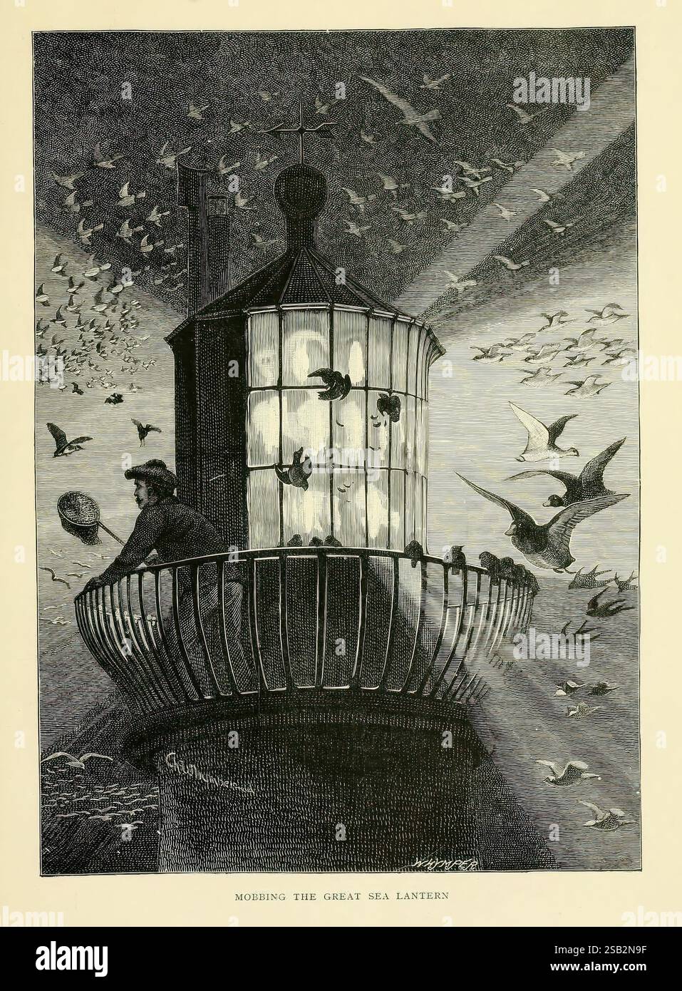 Oiseaux de la vague et bois, Londres, Isbister, 1894, oiseaux, oiseaux dans literaturehthouse, Un phare se dresse haut sur une côte rocheuse, sa lanterne brille brillamment dans la nuit. La structure est couronnée d'une chambre de verre où un gardien tend à la flamme, jetant une lueur chaude. Autour du phare, de nombreux oiseaux de mer s'élèvent et tournent, leurs ailes s'écartent en s'écartant au fur et à mesure qu'ils naviguent dans les airs. Des rayons de lumière émanent de la lanterne, coupant à travers l'obscurité et éclairant le ciel, créant un contraste dramatique. La scène capture l'essence de la vie maritime et le rôle vital des phares Banque D'Images
