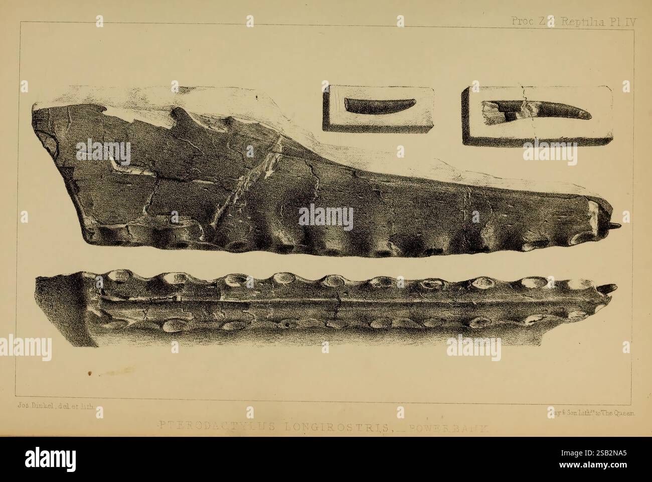 Actes de la Zoological Society of London London Academic Press Periodicals Zoology, l'illustration montre une série d'artefacts anciens, dont deux fragments distincts. La plus grande pièce sur la droite présente des sculptures complexes le long de son bord, mettant en valeur une série de motifs circulaires en relief, éventuellement indicatifs d'un design technique ou décoratif. À gauche, une section plus petite contient deux impressions carrées, dont l'une ressemble à la lettre 'A', suggérant une forme d'écriture ancienne ou de représentation symbolique. Ces fragments peuvent servir d'indices précieux pour la compréhension du Banque D'Images