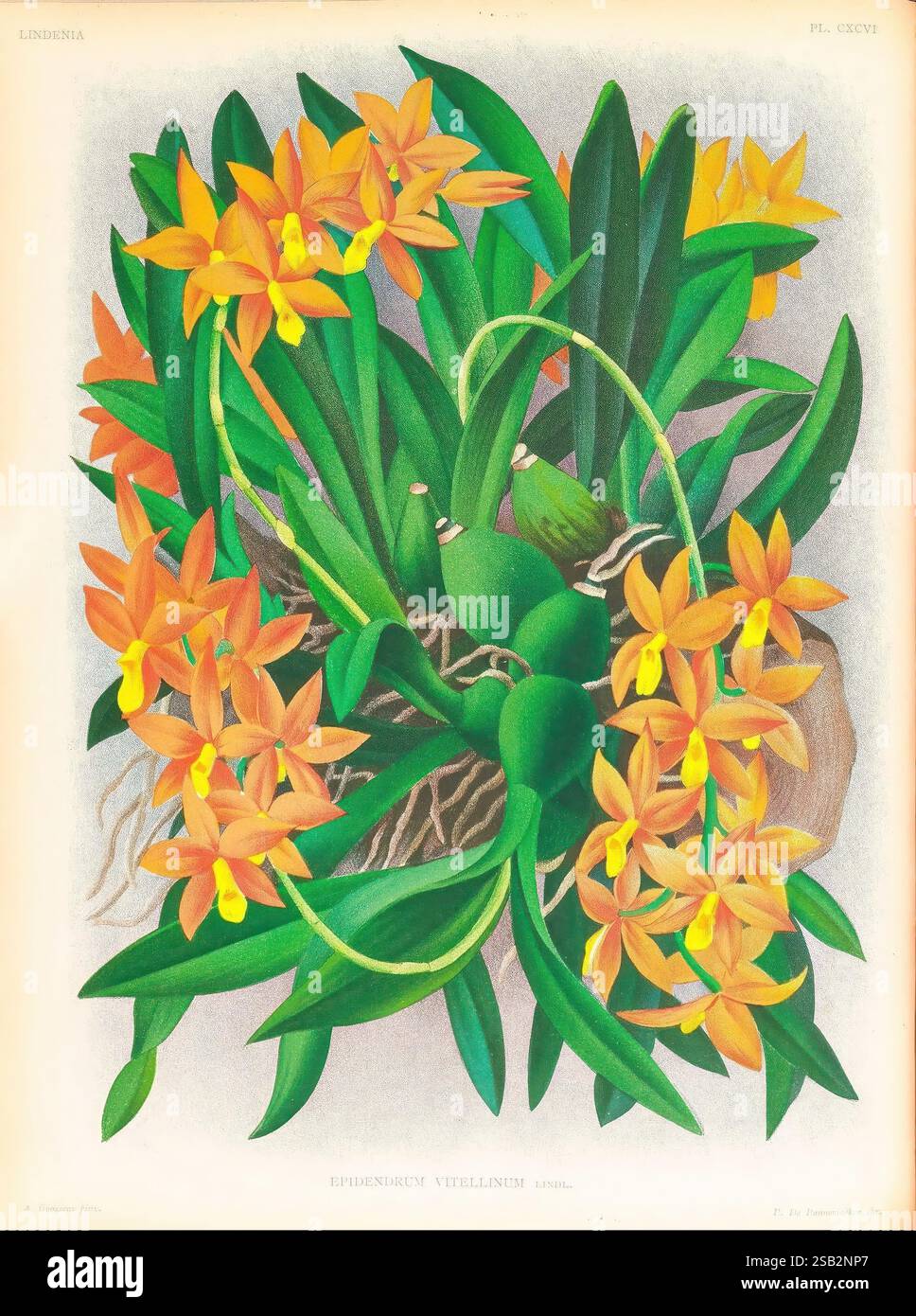 Lindenia, Gand [Belgique], Impr. F. Meyer-van Loo, 1885-1906, classification, guides, nomenclature, nomenclature populaire, Orchidaceae, orchidées, œuvres picturales, terminologie,, Un arrangement vibrant d'orchidées Ephemerum vitellinum met en valeur leurs fleurs d'oranger frappantes, chaque pétale délicatement façonné et se déploie gracieusement. La composition comprend des feuilles vertes luxuriantes, offrant un contraste riche contre les fleurs brillantes, et des notes de racines texturées jetant un coup d'œil à travers le feuillage. La conception globale met l'accent sur la beauté et la complexité de cette espèce d'orchidée, soulignant la nature Banque D'Images
