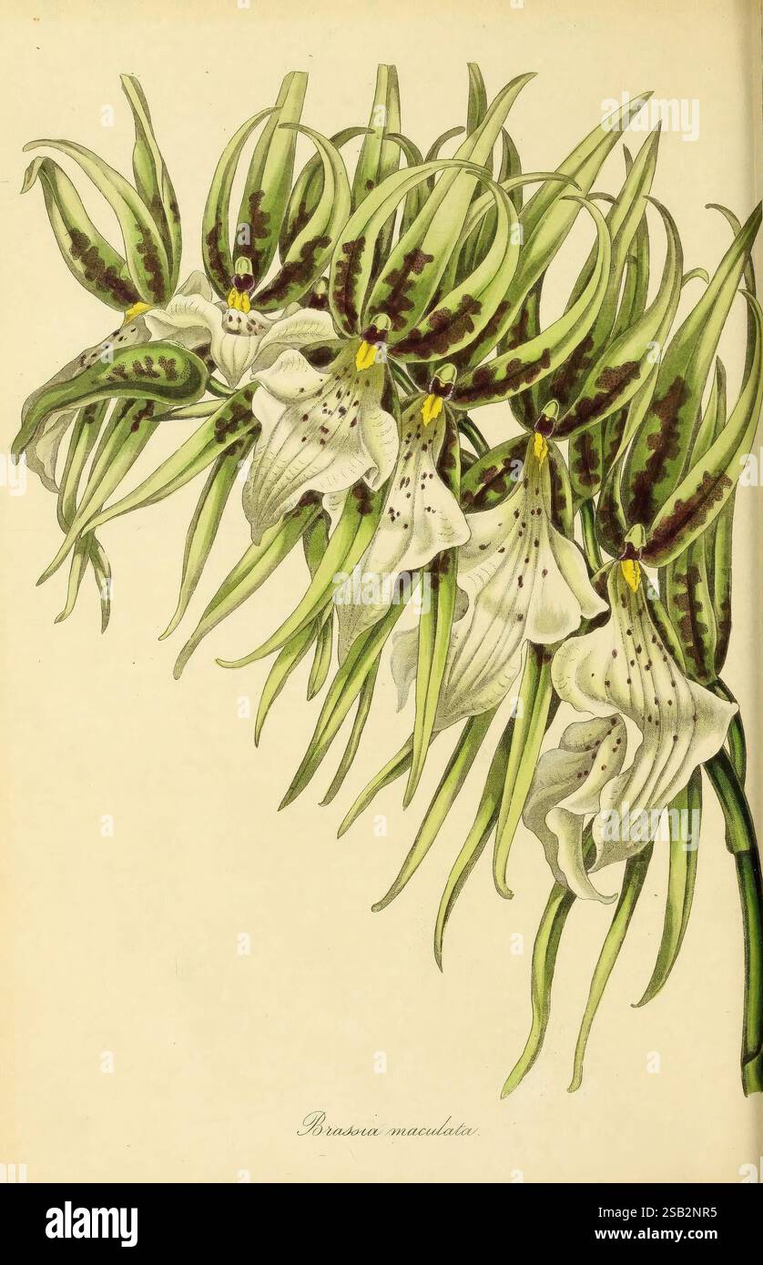 Paxton's Magazine of Botany, Londres, Orr and Smith, botanique, périodiques, fleurs, tiges, feuilles, l'illustration présente un groupe de fleurs d'orchidée délicates et détaillées, caractérisées par leur forme et leur motif uniques. Chaque fleur a des pétales blancs élégants ornés de taches sombres frappantes, ajoutant à leur allure. Les longues feuilles vertes élancées qui s'incurvent gracieusement autour des fleurs créent un contraste luxuriant et vibrant. Cette représentation souligne la beauté et la complexité de l'espèce d'orchidée, invitant le spectateur à apprécier son élégance naturelle et sa complexité. L'étiquette en bas Banque D'Images
